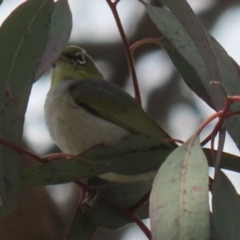 Zosterops lateralis (Silvereye) at Symonston, ACT - 2 Oct 2022 by RodDeb