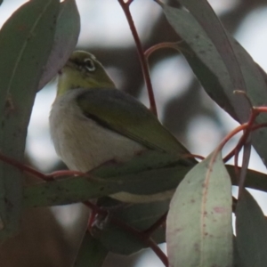 Zosterops lateralis at Symonston, ACT - 2 Oct 2022 12:16 PM