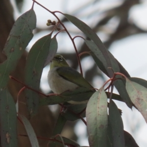 Zosterops lateralis at Symonston, ACT - 2 Oct 2022 12:16 PM