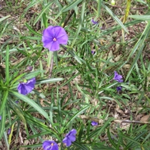 Solanum linearifolium at Hawker, ACT - 1 Oct 2022