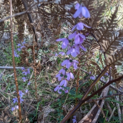 Tetratheca ciliata at Mount Buffalo National Park - 2 Oct 2022 by WalterEgo