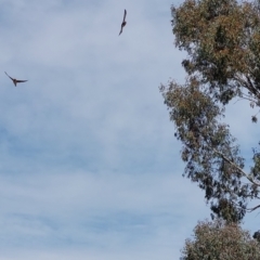 Petrochelidon ariel (Fairy Martin) at Wirlinga, NSW - 3 Oct 2022 by RobCook