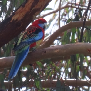 Platycercus elegans x eximius (hybrid) at Jerrabomberra, ACT - 2 Oct 2022