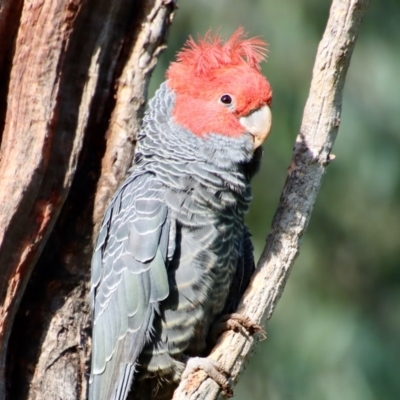 Callocephalon fimbriatum (Gang-gang Cockatoo) at Hughes, ACT - 2 Oct 2022 by LisaH