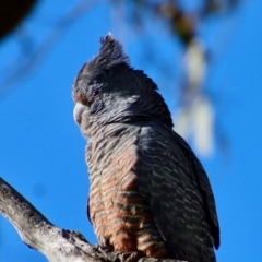 Callocephalon fimbriatum at Hughes, ACT - 2 Oct 2022