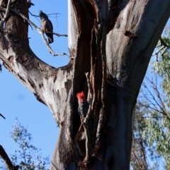 Callocephalon fimbriatum at Hughes, ACT - 2 Oct 2022