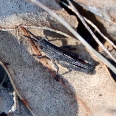 Coryphistes ruricola (Bark-mimicking Grasshopper) at GG165 - 1 Oct 2022 by LisaH