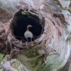 Chenonetta jubata (Australian Wood Duck) at Lake Hume Village, NSW - 30 Sep 2022 by Darcy