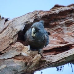 Callocephalon fimbriatum (Gang-gang Cockatoo) at Hughes, ACT - 2 Oct 2022 by LisaH