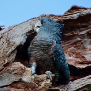 Callocephalon fimbriatum at Hughes, ACT - 2 Oct 2022