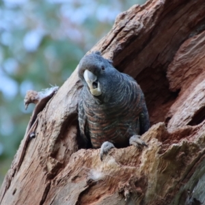 Callocephalon fimbriatum at Hughes, ACT - 2 Oct 2022