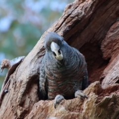 Callocephalon fimbriatum at Hughes, ACT - 2 Oct 2022