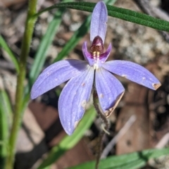 Cyanicula caerulea (Blue Fingers, Blue Fairies) at Killawarra, VIC - 2 Oct 2022 by Darcy