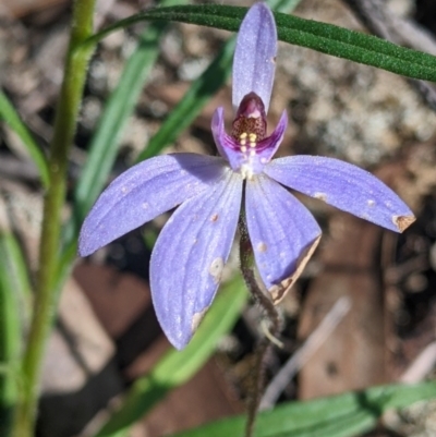 Cyanicula caerulea (Blue Fingers, Blue Fairies) at Killawarra, VIC - 2 Oct 2022 by Darcy