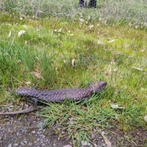 Tiliqua rugosa at Throsby, ACT - 3 Oct 2022