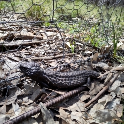 Tiliqua rugosa (Shingleback Lizard) at Mulligans Flat - 3 Oct 2022 by EternalQuoll