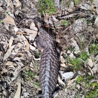 Tiliqua rugosa (Shingleback Lizard) at Mulligans Flat - 3 Oct 2022 by EternalQuoll