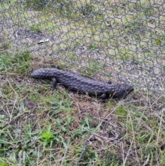 Tiliqua rugosa (Shingleback Lizard) at Mulligans Flat - 3 Oct 2022 by EternalQuoll