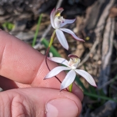 Caladenia moschata (Musky Caps) at Killawarra, VIC - 2 Oct 2022 by Darcy