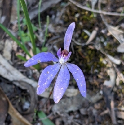 Cyanicula caerulea (Blue Fingers, Blue Fairies) at Killawarra, VIC - 2 Oct 2022 by Darcy