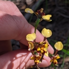 Diuris pardina (Leopard Doubletail) at Killawarra, VIC - 2 Oct 2022 by Darcy