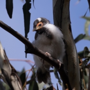 Entomyzon cyanotis at Acton, ACT - 3 Oct 2022