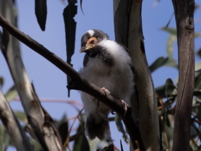 Entomyzon cyanotis (Blue-faced Honeyeater) at Acton, ACT - 2 Oct 2022 by rawshorty