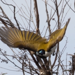 Entomyzon cyanotis at Acton, ACT - 3 Oct 2022