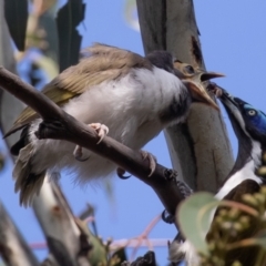 Entomyzon cyanotis at Acton, ACT - suppressed