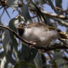 Entomyzon cyanotis at Acton, ACT - 3 Oct 2022