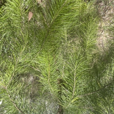 Pinus radiata (Monterey or Radiata Pine) at Cook, ACT - 3 Oct 2022 by lbradley