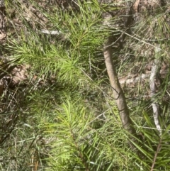 Pinus radiata at Cook, ACT - 3 Oct 2022 02:36 PM