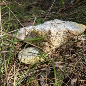 Laetiporus portentosus at Molonglo Valley, ACT - 3 Oct 2022