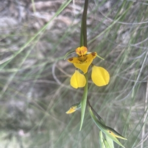 Diuris nigromontana at Cook, ACT - 3 Oct 2022