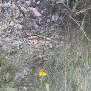 Diuris nigromontana at Cook, ACT - 3 Oct 2022