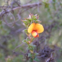 Pultenaea procumbens (Bush Pea) at Mount Taylor - 2 Oct 2022 by MatthewFrawley