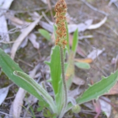 Plantago varia (Native Plaintain) at Kambah, ACT - 2 Oct 2022 by MatthewFrawley