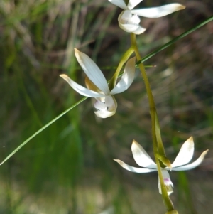 Caladenia ustulata at Kaleen, ACT - 3 Oct 2022