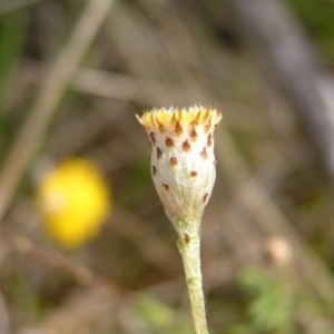 Leptorhynchos squamatus at Kambah, ACT - 2 Oct 2022