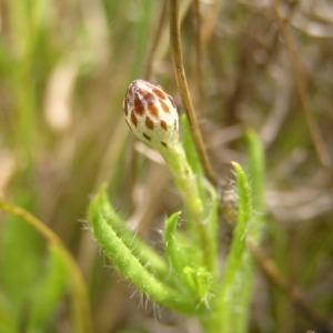 Leptorhynchos squamatus at Kambah, ACT - 2 Oct 2022