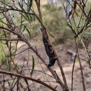 Perga sp. (genus) at Crace, ACT - 3 Oct 2022 03:16 PM