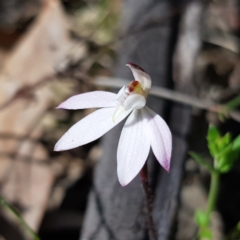 Caladenia fuscata (Dusky Fingers) at Kambah, ACT - 3 Oct 2022 by MatthewFrawley