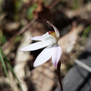 Caladenia fuscata at Kambah, ACT - 3 Oct 2022