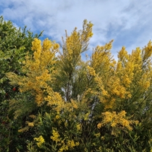 Acacia boormanii at Isaacs, ACT - 4 Oct 2022 07:09 PM