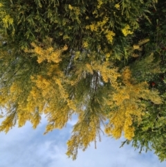 Acacia boormanii at Isaacs, ACT - 4 Oct 2022