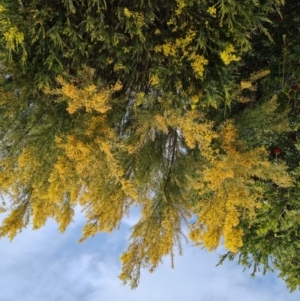 Acacia boormanii at Isaacs, ACT - 4 Oct 2022 07:09 PM