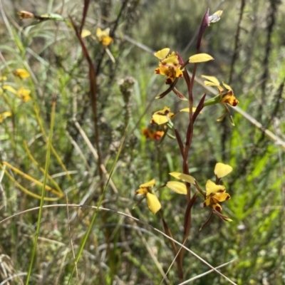 Diuris pardina (Leopard Doubletail) at Watson, ACT - 3 Oct 2022 by simonstratford