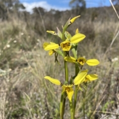 Diuris sp. (hybrid) (Hybrid Donkey Orchid) at Watson, ACT - 3 Oct 2022 by simonstratford