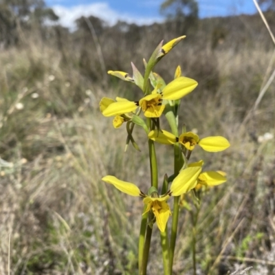 Diuris sp. (hybrid) (Hybrid Donkey Orchid) at Watson, ACT - 3 Oct 2022 by simonstratford