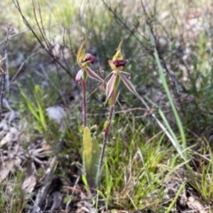 Caladenia actensis (Canberra Spider Orchid) at Watson, ACT - 3 Oct 2022 by simonstratford